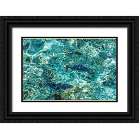 Maldives Fishes in the Clear Water 1 Black Ornate Wood Framed Art Print with Double Matting by Jenny Rainbow Fine Art