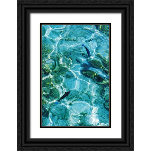 Maldives Fishes in the Clear Water 2 Black Ornate Wood Framed Art Print with Double Matting by Jenny Rainbow Fine Art