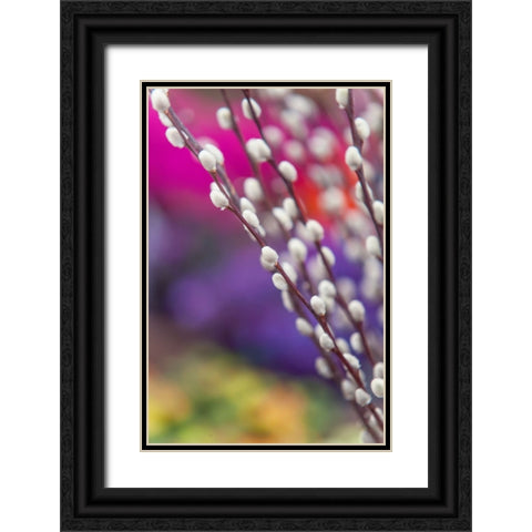 Spring Willow Branch Black Ornate Wood Framed Art Print with Double Matting by Jenny Rainbow Fine Art