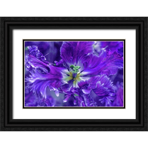 Purple Mysterious Parrot Tulip Black Ornate Wood Framed Art Print with Double Matting by Jenny Rainbow Fine Art