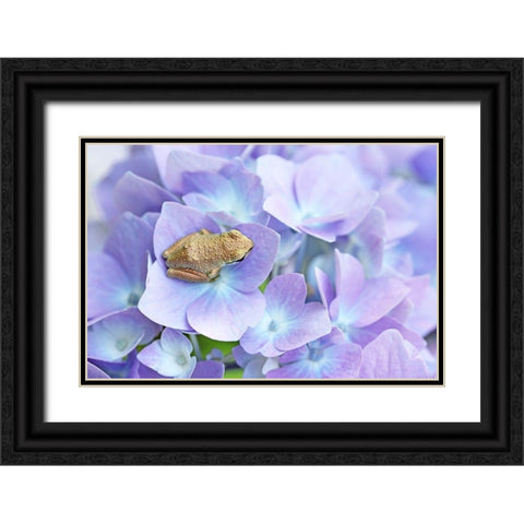 Little Frog On Flower Black Ornate Wood Framed Art Print with Double Matting by Schell, Jennie Marie
