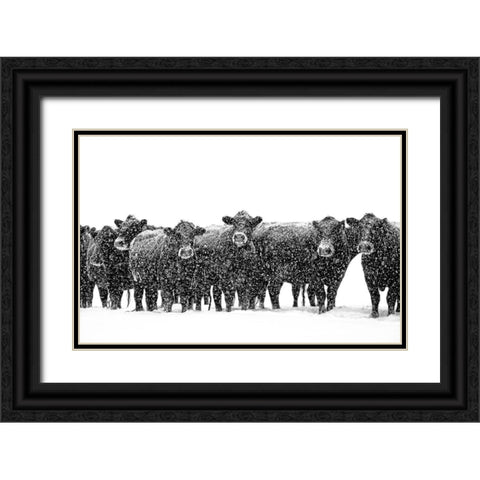 Black Cattle in Snow 2 Black Ornate Wood Framed Art Print with Double Matting by Schell, Jennie Marie