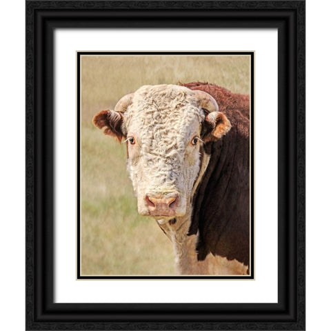Hereford Bull Color Black Ornate Wood Framed Art Print with Double Matting by Schell, Jennie Marie