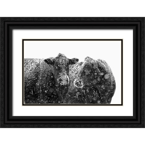Black Cattle In Snow 1 Black Ornate Wood Framed Art Print with Double Matting by Schell, Jennie Marie