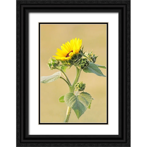 Sunflower Black Ornate Wood Framed Art Print with Double Matting by Schell, Jennie Marie