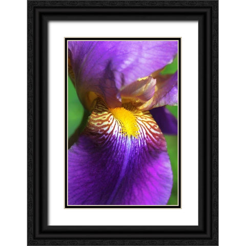Purple Bearded Iris Flower Black Ornate Wood Framed Art Print with Double Matting by Schell, Jennie Marie