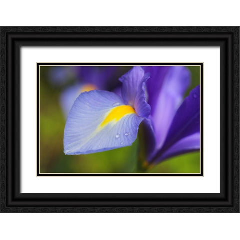 Purple Dutch Iris Flower Black Ornate Wood Framed Art Print with Double Matting by Schell, Jennie Marie