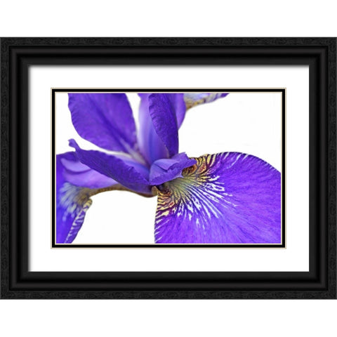 Purple Japanese Iris Flower Black Ornate Wood Framed Art Print with Double Matting by Schell, Jennie Marie