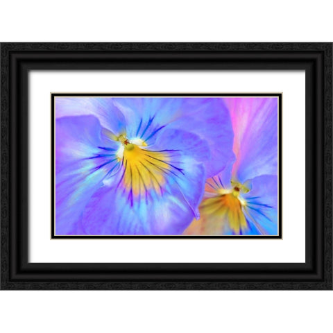 Purple Pansy Flower Black Ornate Wood Framed Art Print with Double Matting by Schell, Jennie Marie