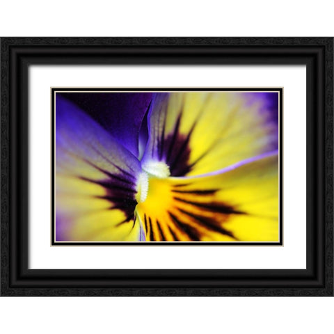 Purple Pansy Macro Flower Black Ornate Wood Framed Art Print with Double Matting by Schell, Jennie Marie