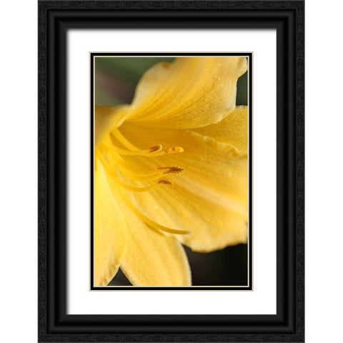Yellow Daylily Flower Black Ornate Wood Framed Art Print with Double Matting by Schell, Jennie Marie