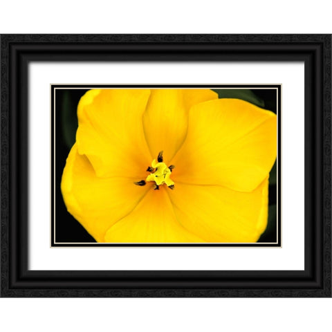 Yellow Tulip Flower Black Ornate Wood Framed Art Print with Double Matting by Schell, Jennie Marie