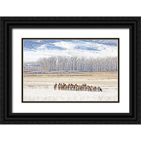 Elk Herd in Winter Landscape Black Ornate Wood Framed Art Print with Double Matting by Schell, Jennie Marie