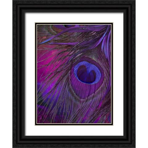 Peacock Candy IV Black Ornate Wood Framed Art Print with Double Matting by Sasha