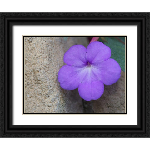 Magic Flower Black Ornate Wood Framed Art Print with Double Matting by Bonin, Suzanne