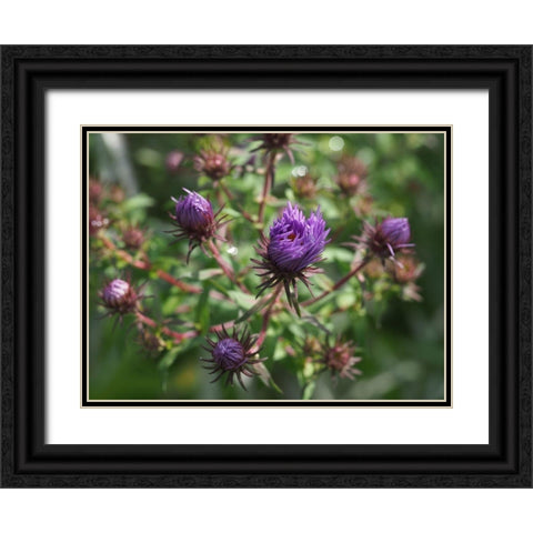 Asters Black Ornate Wood Framed Art Print with Double Matting by Bonin, Suzanne