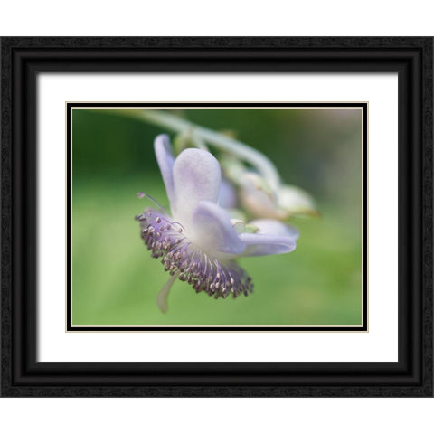 False Hydrangea Black Ornate Wood Framed Art Print with Double Matting by Bonin, Suzanne