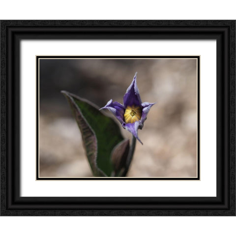 Fuzzy Beauty Black Ornate Wood Framed Art Print with Double Matting by Bonin, Suzanne