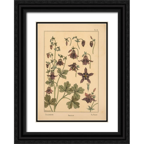 Plate 10 - Columbine Black Ornate Wood Framed Art Print with Double Matting by Vintage Apple Collection