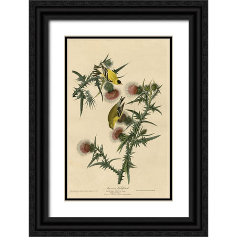 American Goldfinch Black Ornate Wood Framed Art Print with Double Matting by Vintage Apple Collection