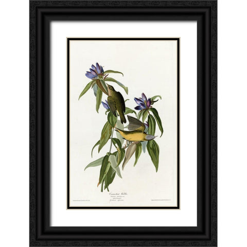 Connecticut Warbler Black Ornate Wood Framed Art Print with Double Matting by Vintage Apple Collection