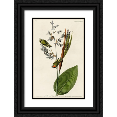Golden Crested Wren Black Ornate Wood Framed Art Print with Double Matting by Vintage Apple Collection