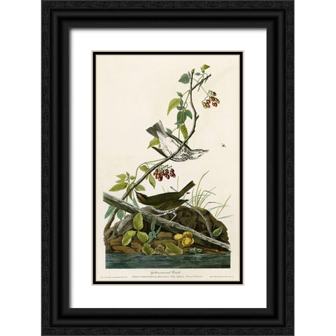 Golden Crowned Thrush Black Ornate Wood Framed Art Print with Double Matting by Vintage Apple Collection