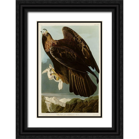 Golden Eagle Black Ornate Wood Framed Art Print with Double Matting by Vintage Apple Collection