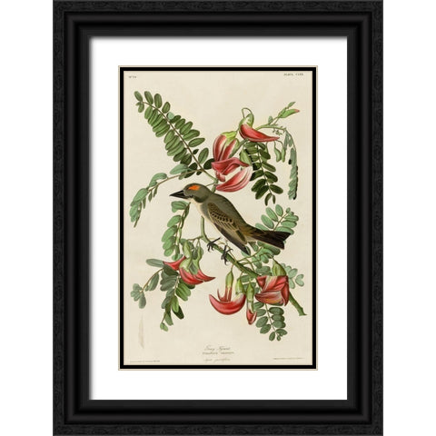 Gray Tyrant Black Ornate Wood Framed Art Print with Double Matting by Vintage Apple Collection