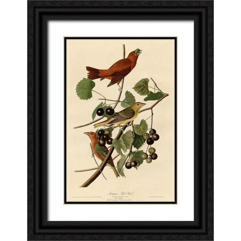 Summer Red Bird Black Ornate Wood Framed Art Print with Double Matting by Vintage Apple Collection