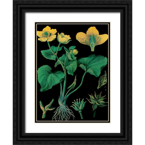 Marsh Marigold Black Ornate Wood Framed Art Print with Double Matting by Vintage Apple Collection