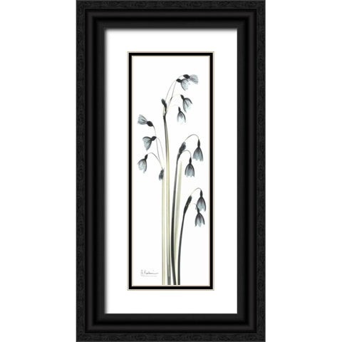 Snow Drop Galanthus Black Ornate Wood Framed Art Print with Double Matting by Koetsier, Albert