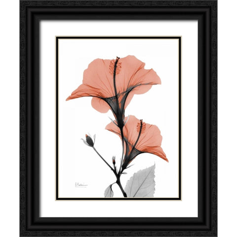 Soft Hibiscus Black Ornate Wood Framed Art Print with Double Matting by Koetsier, Albert