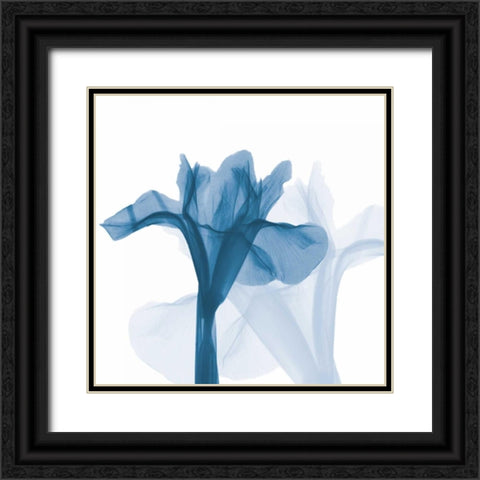 Iris Blues B51 Black Ornate Wood Framed Art Print with Double Matting by Koetsier, Albert