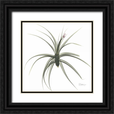 ZeroEntropyTillandsiaR51 Black Ornate Wood Framed Art Print with Double Matting by Koetsier, Albert