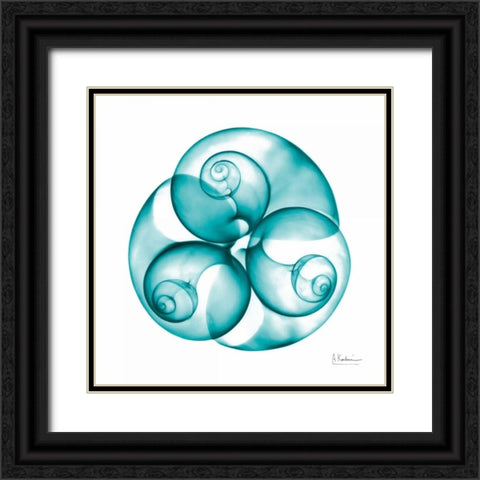Moon snail Trio Black Ornate Wood Framed Art Print with Double Matting by Koetsier, Albert