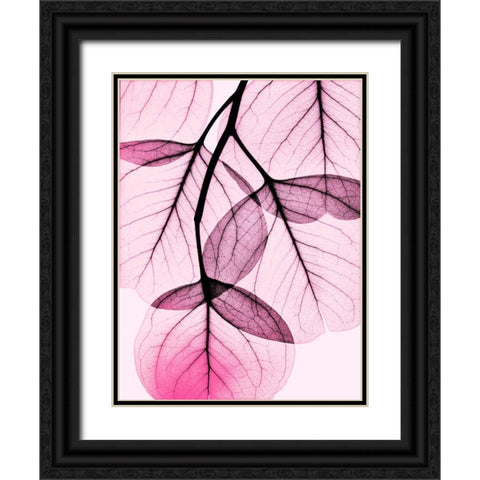 Pink Eucalyptus Black Ornate Wood Framed Art Print with Double Matting by Koetsier, Albert