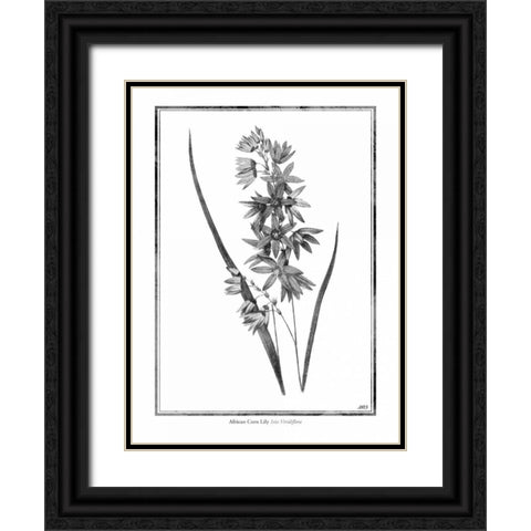 African Corn Lily Black Ornate Wood Framed Art Print with Double Matting by Grey, Jace