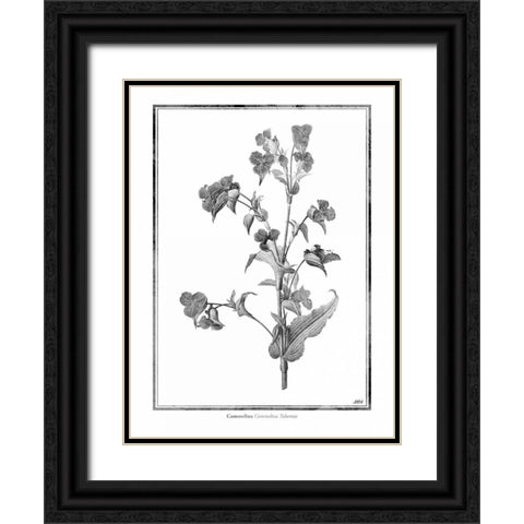 Commelina Black Ornate Wood Framed Art Print with Double Matting by Grey, Jace