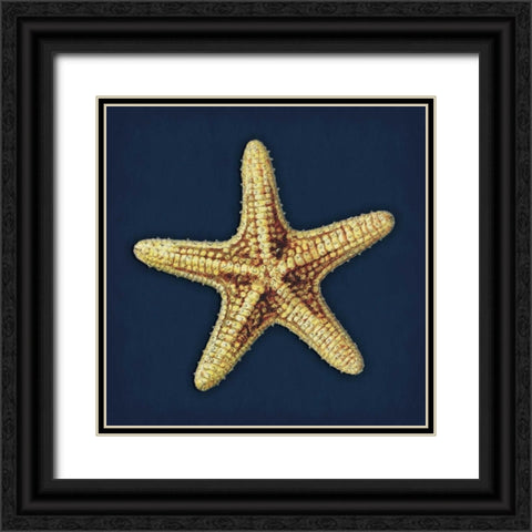 Star Fish Navy Black Ornate Wood Framed Art Print with Double Matting by Grey, Jace