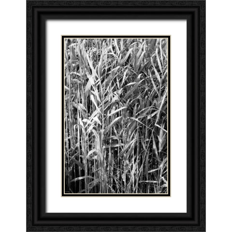 Beach Foliage 4 Black Ornate Wood Framed Art Print with Double Matting by Grey, Jace