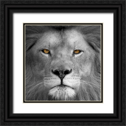 Lion Power Black Ornate Wood Framed Art Print with Double Matting by Allen, Kimberly