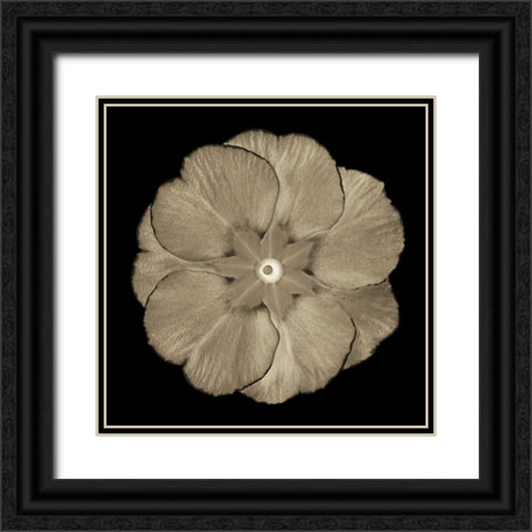 Sepia Floral II Black Ornate Wood Framed Art Print with Double Matting by Greene, Taylor