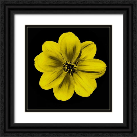 Sepia Floral C1 Black Ornate Wood Framed Art Print with Double Matting by Greene, Taylor