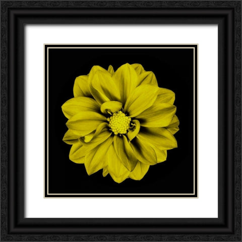 Sepia Floral IV Black Ornate Wood Framed Art Print with Double Matting by Greene, Taylor