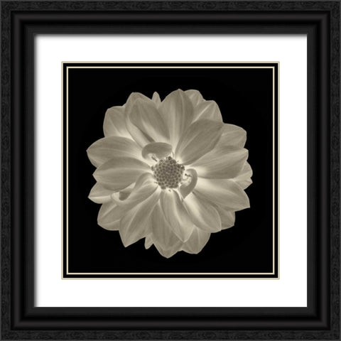 Sepia Floral IV Black Ornate Wood Framed Art Print with Double Matting by Greene, Taylor