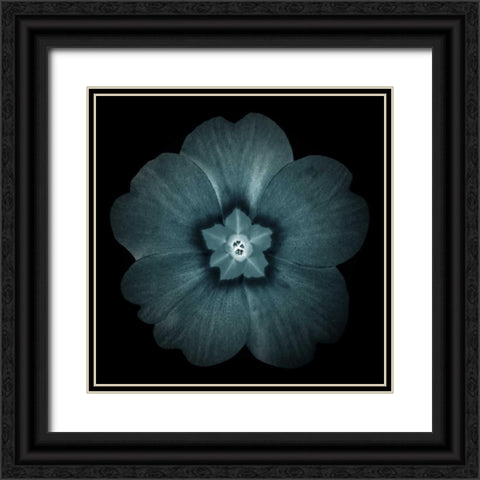 Daylight Floral I Black Ornate Wood Framed Art Print with Double Matting by Greene, Taylor
