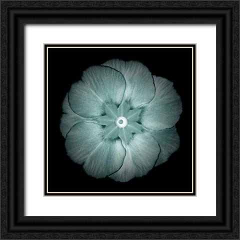 Daylight Floral II Black Ornate Wood Framed Art Print with Double Matting by Greene, Taylor