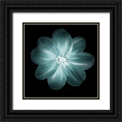 Daylight Floral III Black Ornate Wood Framed Art Print with Double Matting by Greene, Taylor