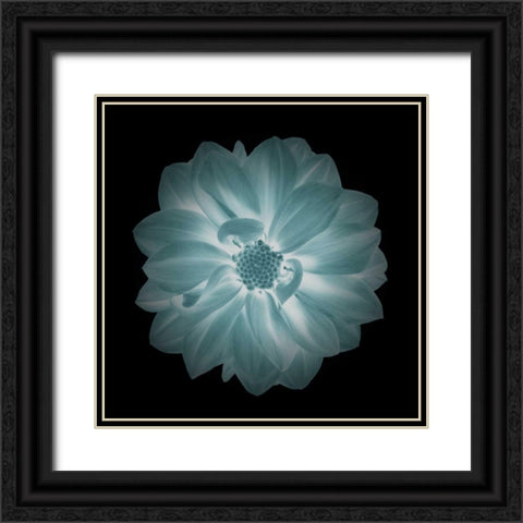 Daylight Floral IV Black Ornate Wood Framed Art Print with Double Matting by Greene, Taylor